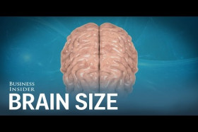 How Small Is an Ant's Brain Compared to an Elephant's Brain? | Wonderopolis
